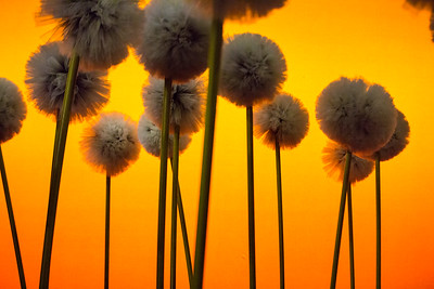ENO BReathe yellow dandelions picture